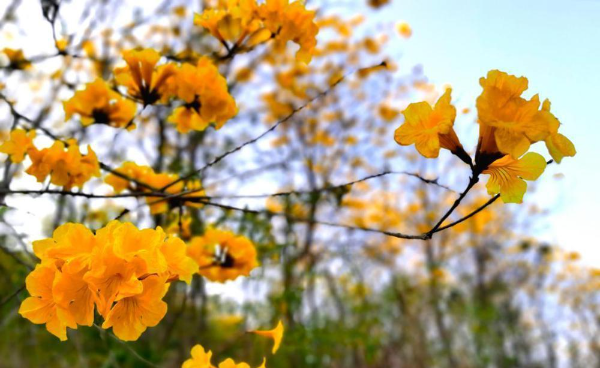 广州增城三万风铃花正盛 烟霞美景催振兴